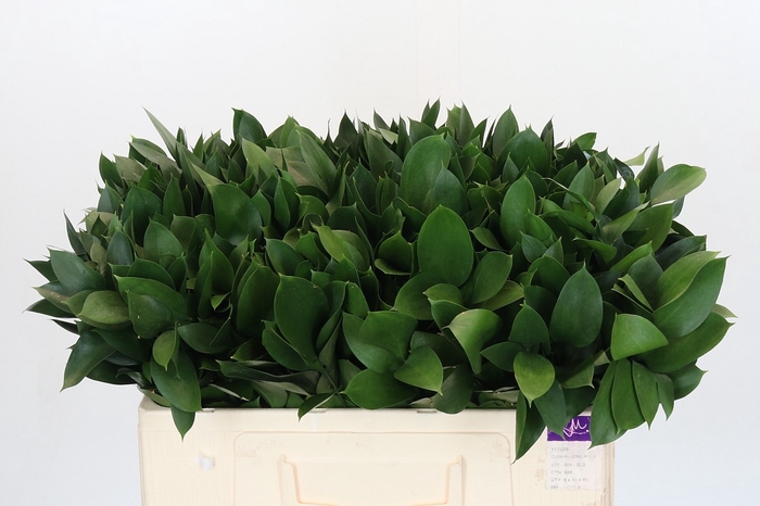 <h4>RUSCUS HYPOPHYLLUM</h4>
