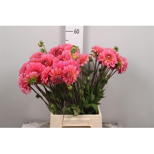 Dahl Dec Pink Runner