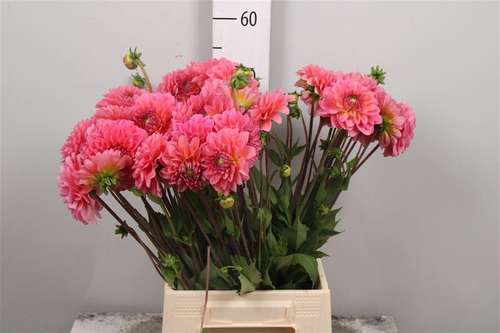 <h4>Dahl Dec Pink Runner</h4>