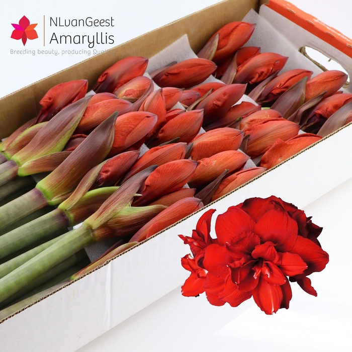 <h4>HIPP DG DOUBLE KING</h4>