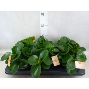 Peperomia obt. 'Green Gold'