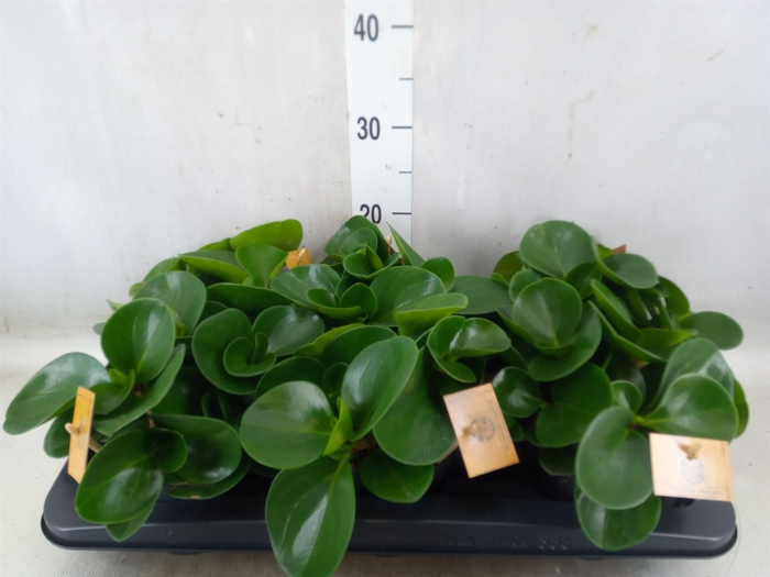 <h4>Peperomia obt. 'Green Gold'</h4>