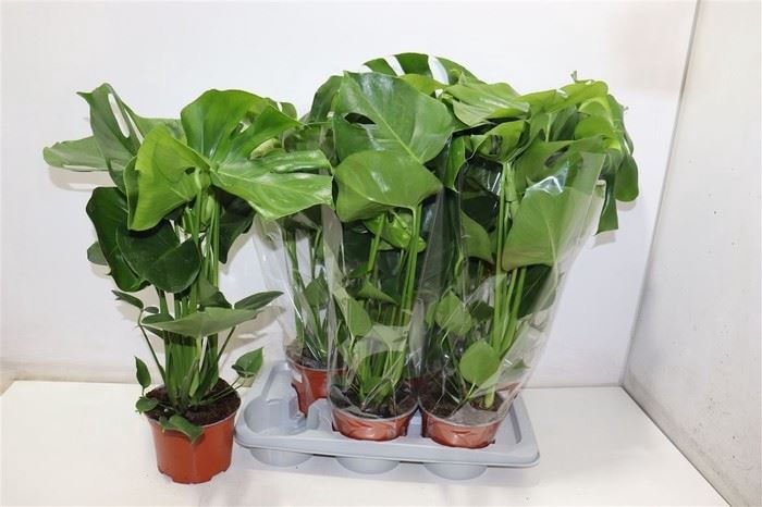 <h4>Monstera delic.</h4>