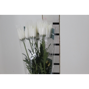 ANASTASIA HERRERA 080 CM BRANCO