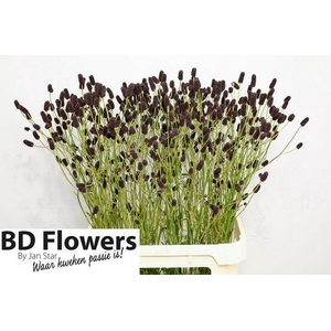 Sanguisorba Black Dream J Star