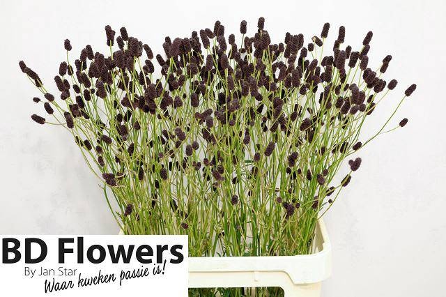 <h4>Sanguisorba Black Dream J Star</h4>