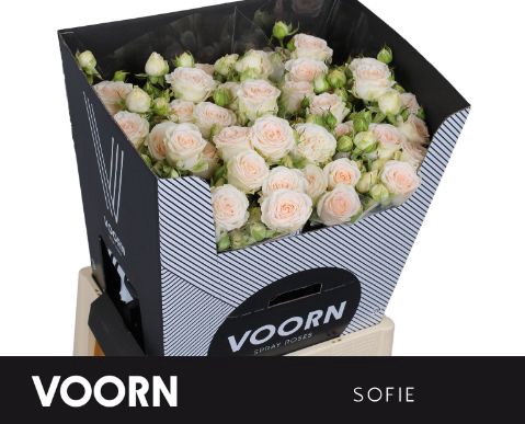 <h4>Rozen R Tr Sofie</h4>