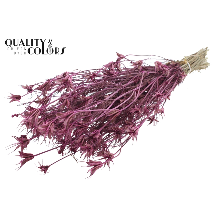 <h4>Nigella Oriëntalis per bunch Lilac</h4>