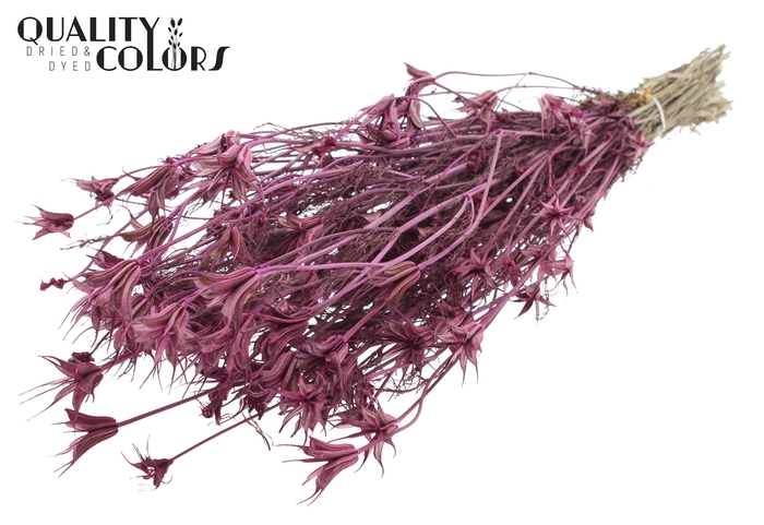<h4>Nigella Oriëntalis per bunch Lilac</h4>