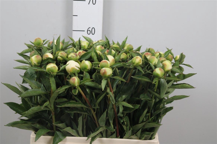 <h4>Paeo Duches D Nemo</h4>