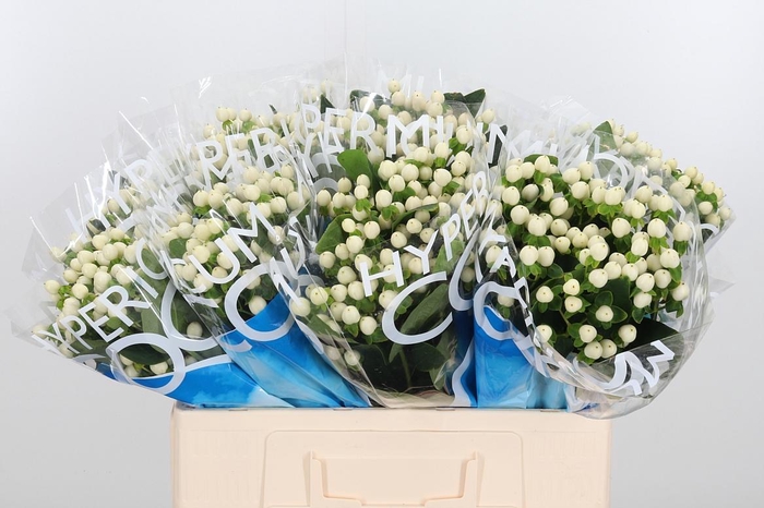 <h4>Hyp Coco Uno</h4>