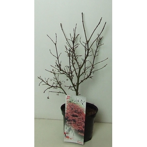 Acer palmatum 'Shaina' P19