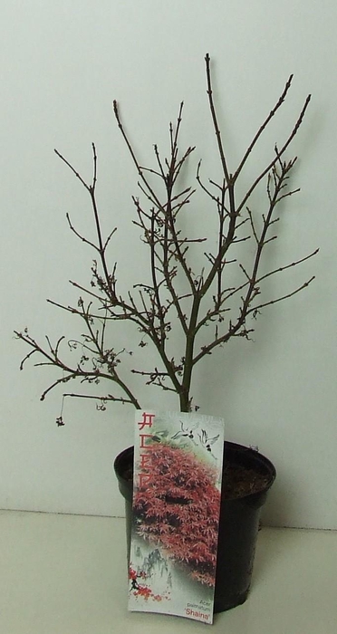 <h4>Acer palmatum 'Shaina' P19</h4>