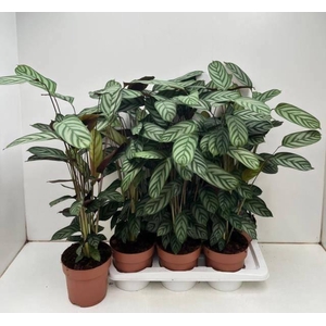 CTENANTHE COMPACTSTA