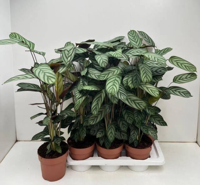 <h4>CTENANTHE COMPACTSTA</h4>