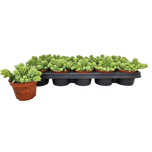SEDUM BURRITO