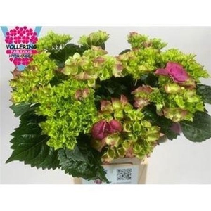 Hydr M Sib Lente Groen 60cm