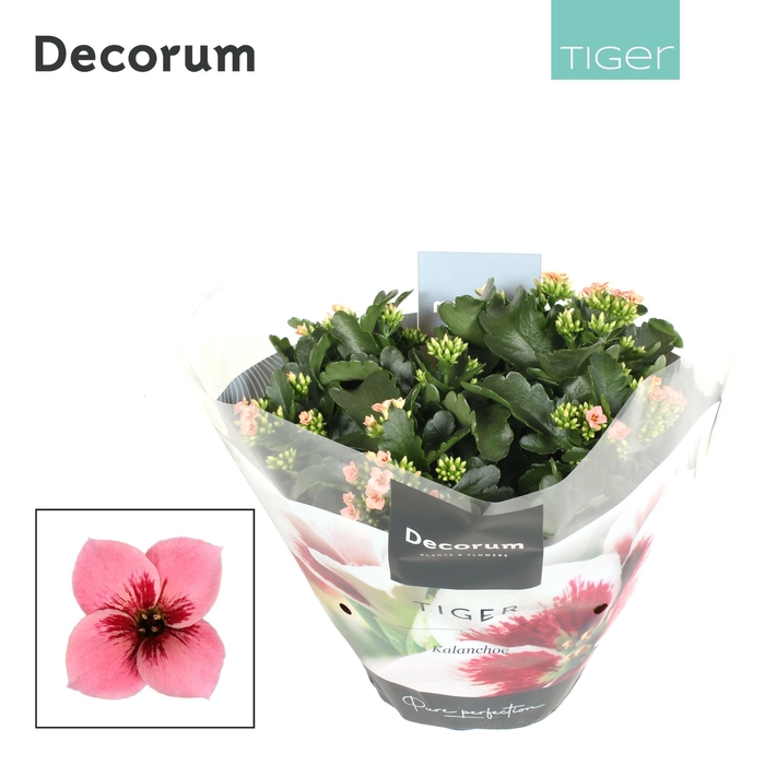 <h4>Kalanchoe Decorum Tiger - 23 cm Pink</h4>