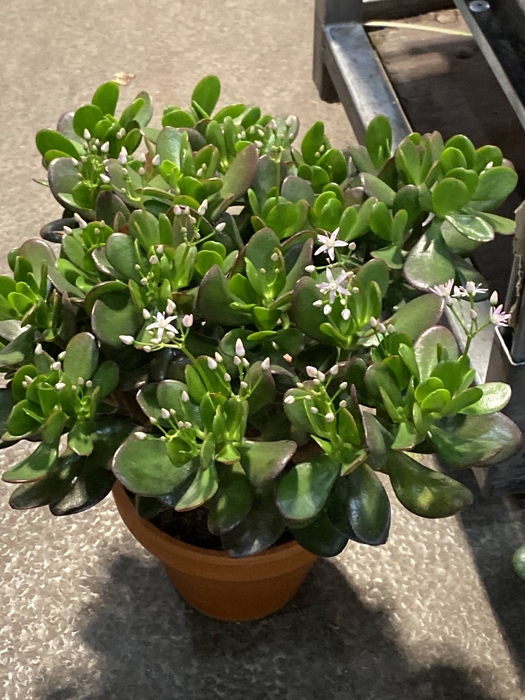 Crassula ovata