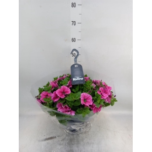 Petunia  'Surfinia'   ...