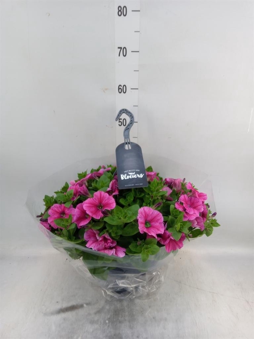 <h4>Petunia  'Surfinia'   ...</h4>