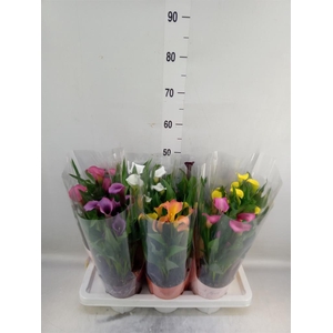 Zantedeschia   ...mix