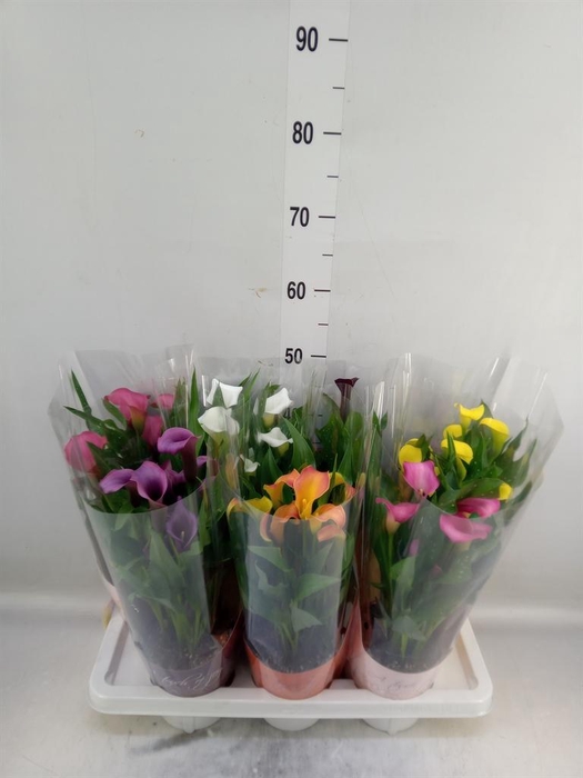 <h4>Zantedeschia   ...mix</h4>