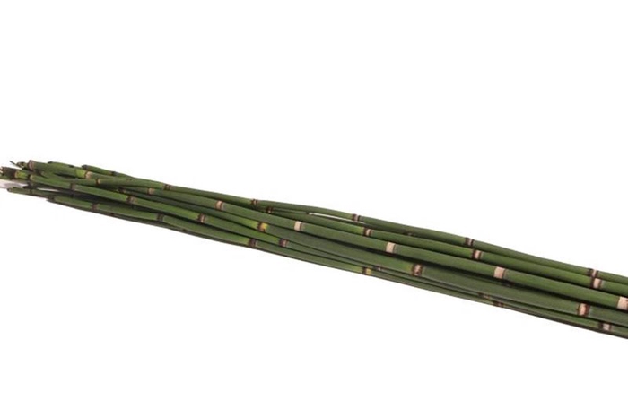 <h4>Bamboe Snakegrass Vacuum X2</h4>