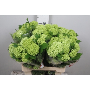 Viburnum Roseum St 2+
