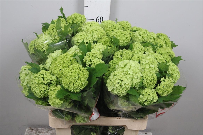 <h4>Viburnum Roseum St 2+</h4>