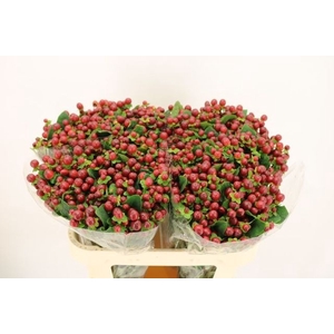 Hypericum Magical Seasons