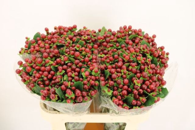 <h4>Hypericum Magical Seasons</h4>