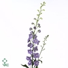 Delphinium El Lilac Conce