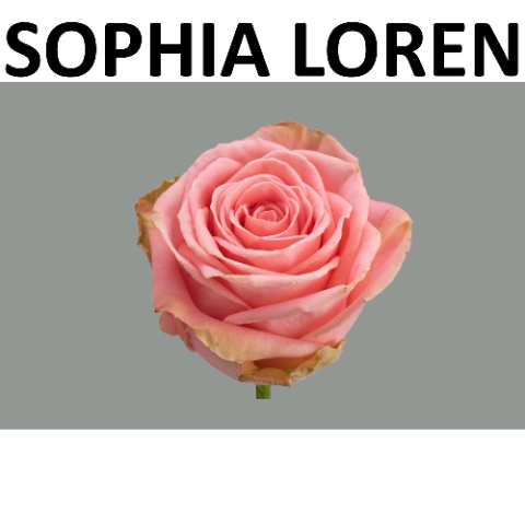 <h4>R GR SOPHIA LOREN</h4>