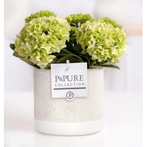 Hydrangea white in P&PURE Jade ceramics