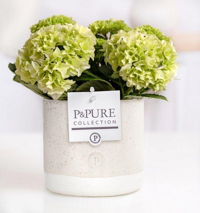 <h4>Hydrangea white in P&PURE Jade ceramics</h4>