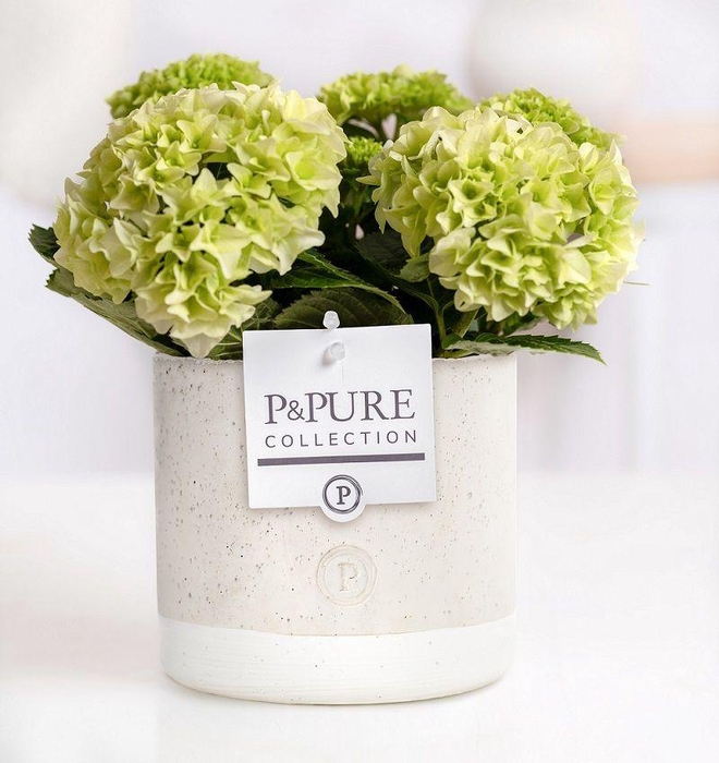 <h4>Hydrangea white in P&PURE Jade ceramics</h4>