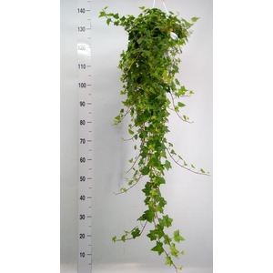 Hedera helix 'Anna'