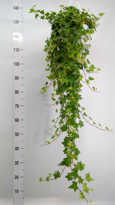 <h4>Hedera helix 'Anna'</h4>