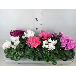 Cyclamen KL 'Carino'