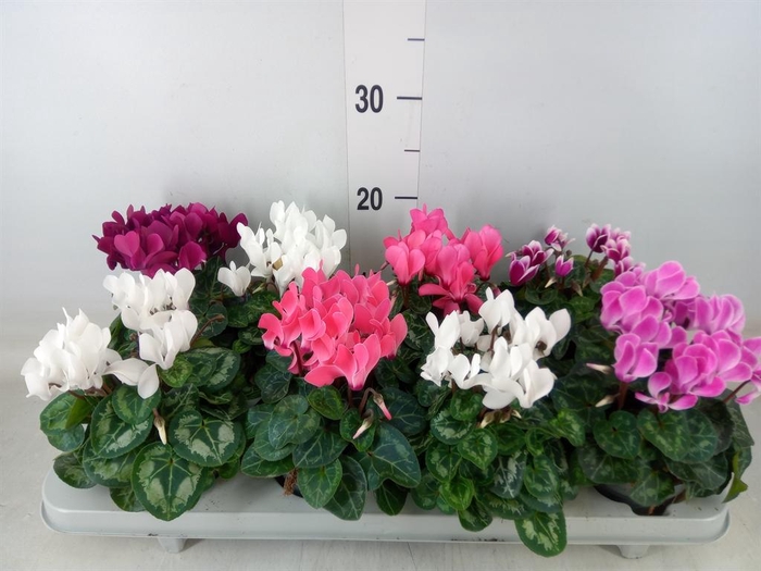 <h4>Cyclamen KL 'Carino'</h4>
