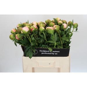 Paeonia Colonel Owen Cousins
