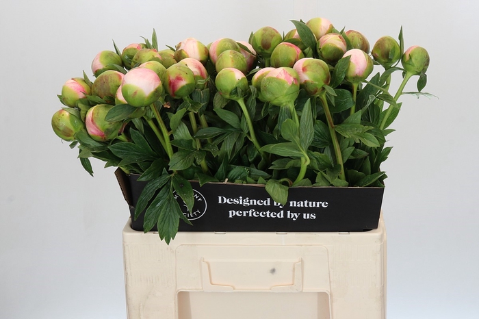 <h4>Paeonia Colonel Owen Cousins</h4>