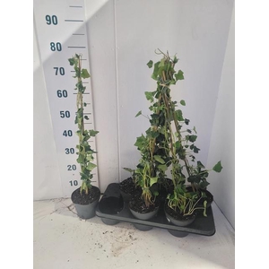 Hedera hibernica 15Ø 75cm