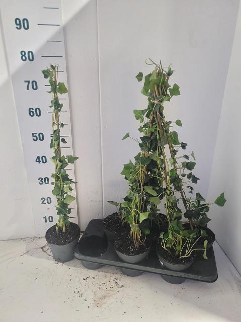 Hedera hibernica 15Ø 75cm