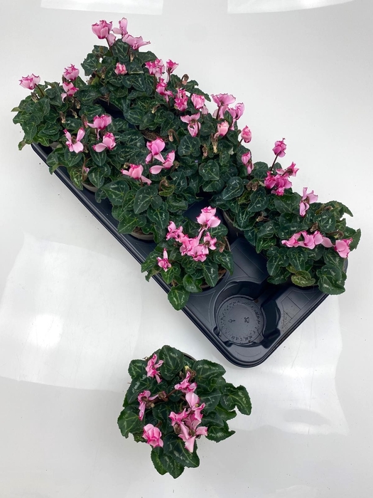 <h4>CYCL MD GARDEN</h4>