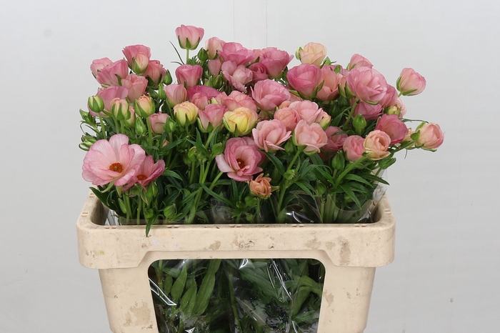 <h4>Ranunculus Butterfly Lycia</h4>