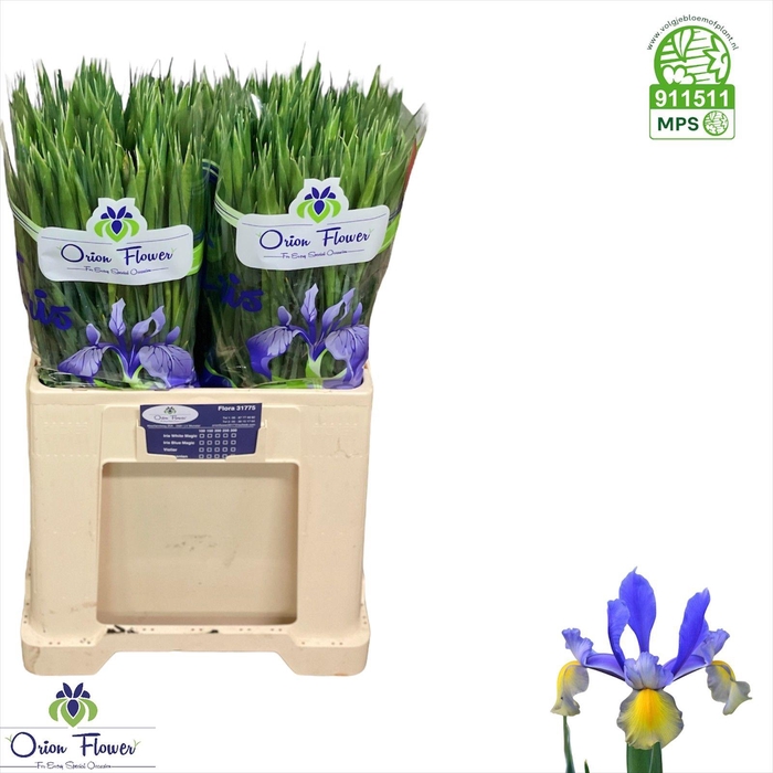 <h4>IRIS MISS SAIGON</h4>