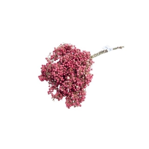 Dried schinus mollis naturel
