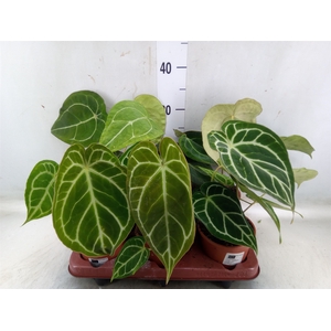 Anthurium   ...